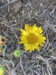 Grindelia stricta