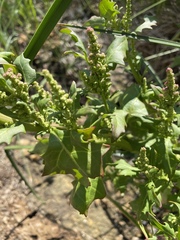 Chenopodiastrum murale