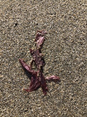 Chondracanthus exasperatus