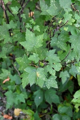 Ribes americanum