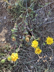 Grindelia stricta