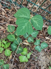 Pueraria montana