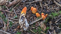 Turbinellus floccosus