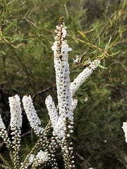 Epacris microphylla