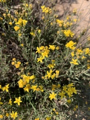 Senecio spartioides
