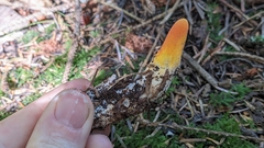 Turbinellus floccosus