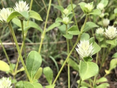Gomphrena nitida