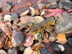 Homarus americanus