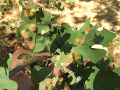 Atrusca trimaculosa