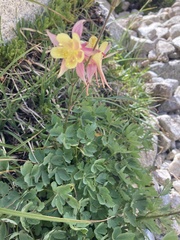 Aquilegia pubescens
