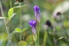 Gentianopsis crinita