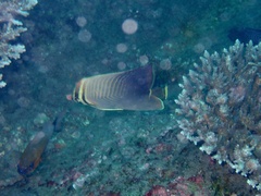 Chaetodon baronessa