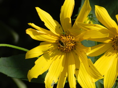 Sparnopolius confusus