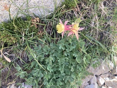 Aquilegia pubescens