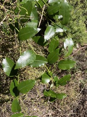 Passiflora tetrandra