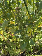 Chenopodiastrum murale