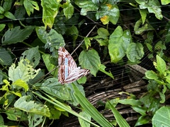 Adelpha