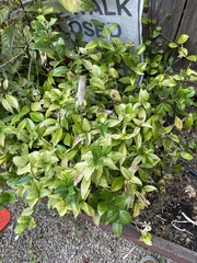 Trachelospermum asiaticum