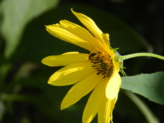 Sparnopolius confusus