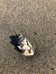 Emerita analoga
