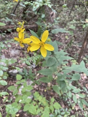 Helianthus microcephalus