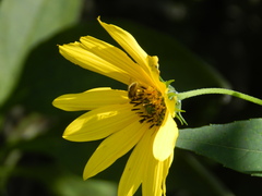 Sparnopolius confusus