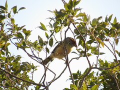 Cyclarhis gujanensis