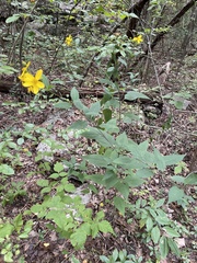 Helianthus microcephalus