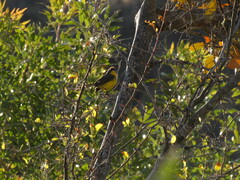 Myioborus brunniceps