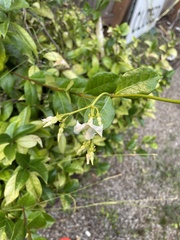 Trachelospermum asiaticum