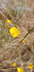 Eschscholzia