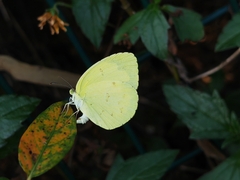 Eurema hecabe