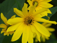 Sparnopolius confusus