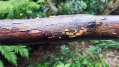 Dacrymyces