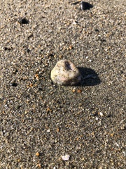 Aplidium californicum