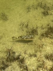 Sphoeroides testudineus