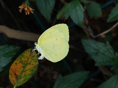 Eurema hecabe
