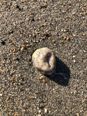 Aplidium californicum