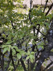 Cornus mas