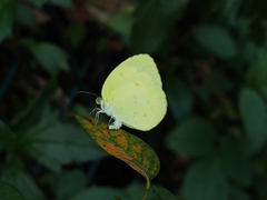 Eurema hecabe