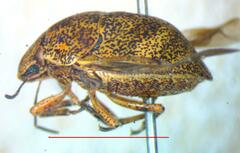 Scutelleridae