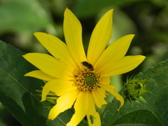 Sparnopolius confusus