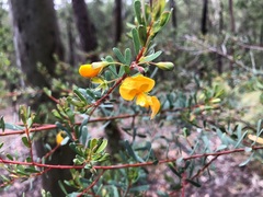 Pultenaea euchila