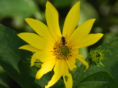 Sparnopolius confusus