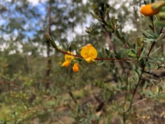 Pultenaea euchila
