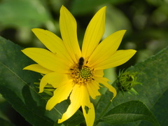 Sparnopolius confusus