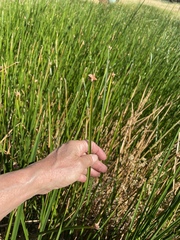 Schoenoplectus acutus