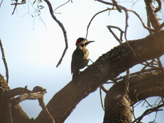 Colaptes melanochloros