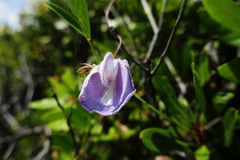 Centrosema virginianum