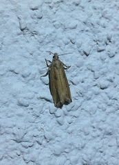 Bactra